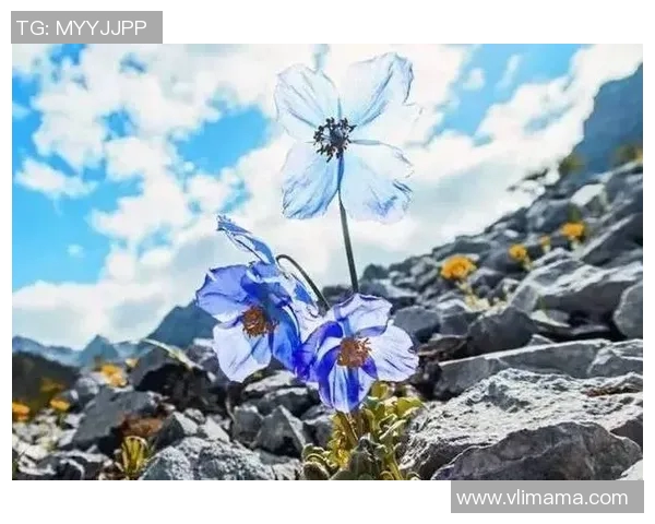 南极足球新星崭露头角 打破极寒环境的运动传奇